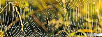 Spider-Web1